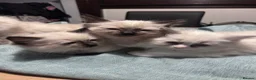 Ragdoll cats for sale: Ragdoll kittens for sale - Advert 8