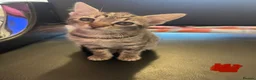 Mixed Breed cats for sale: Cretan wildcat/domestic shorthair  - Advert 6
