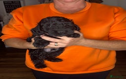 Cockapoo dogs for sale: ONLY 2  LEFT OUTSTANDING TINY MINITURE COCKAPOOS  - Image 26