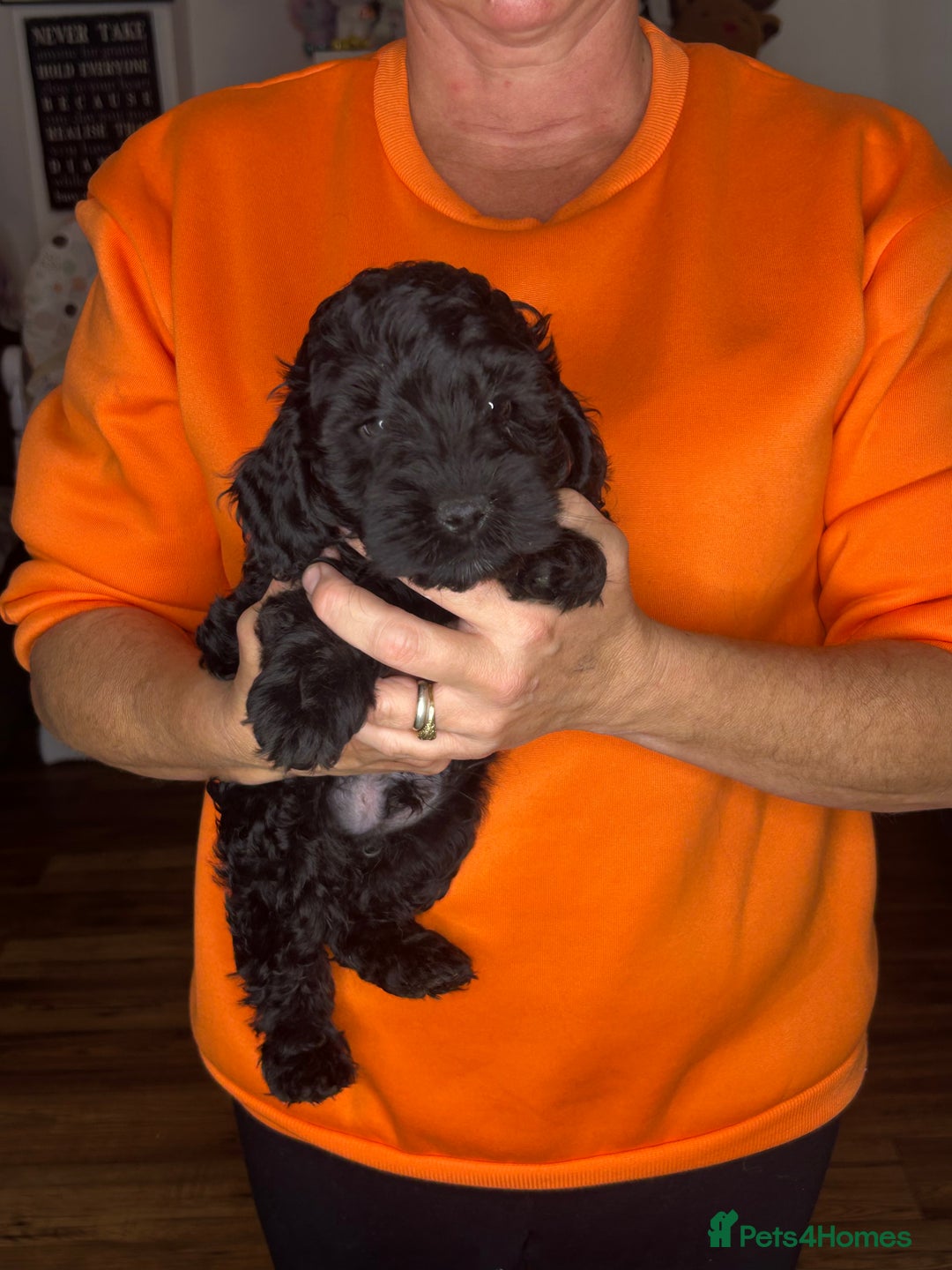 Cockapoo dogs for sale: ONLY 2  LEFT OUTSTANDING TINY MINITURE COCKAPOOS  - Image 26