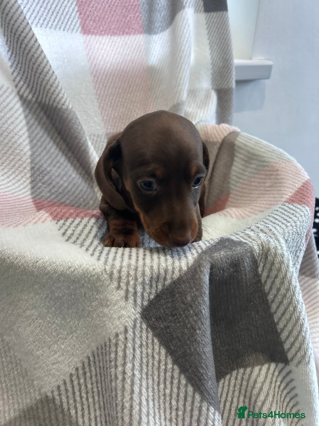 Dachshund dogs for sale: Dachshund puppies - Image 9