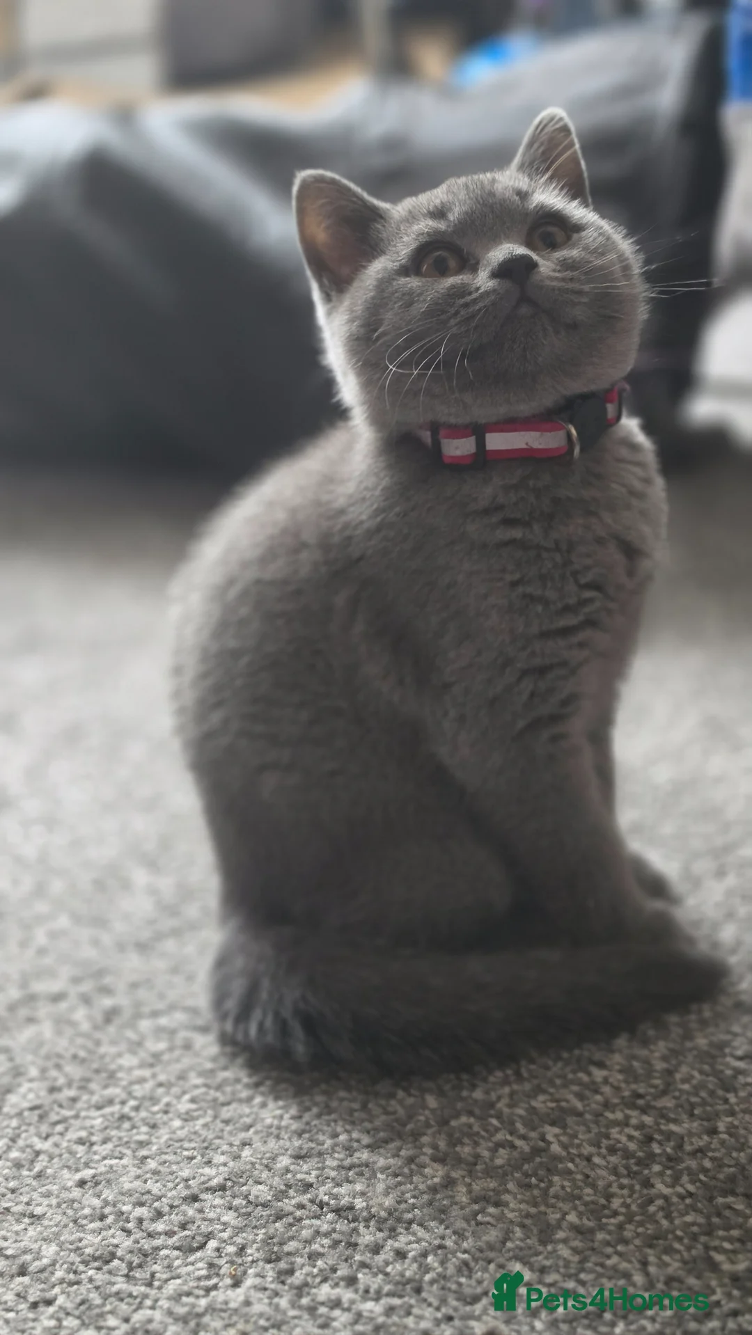 British Shorthair cats for sale: ONLY 3 MALE LEFT‼️ GCCF OFFER‼️ - Advert 2
