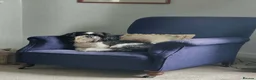 Shih Tzu dogs for stud: RKC Standard pure breed SHIH TZU -Stud - Advert 3