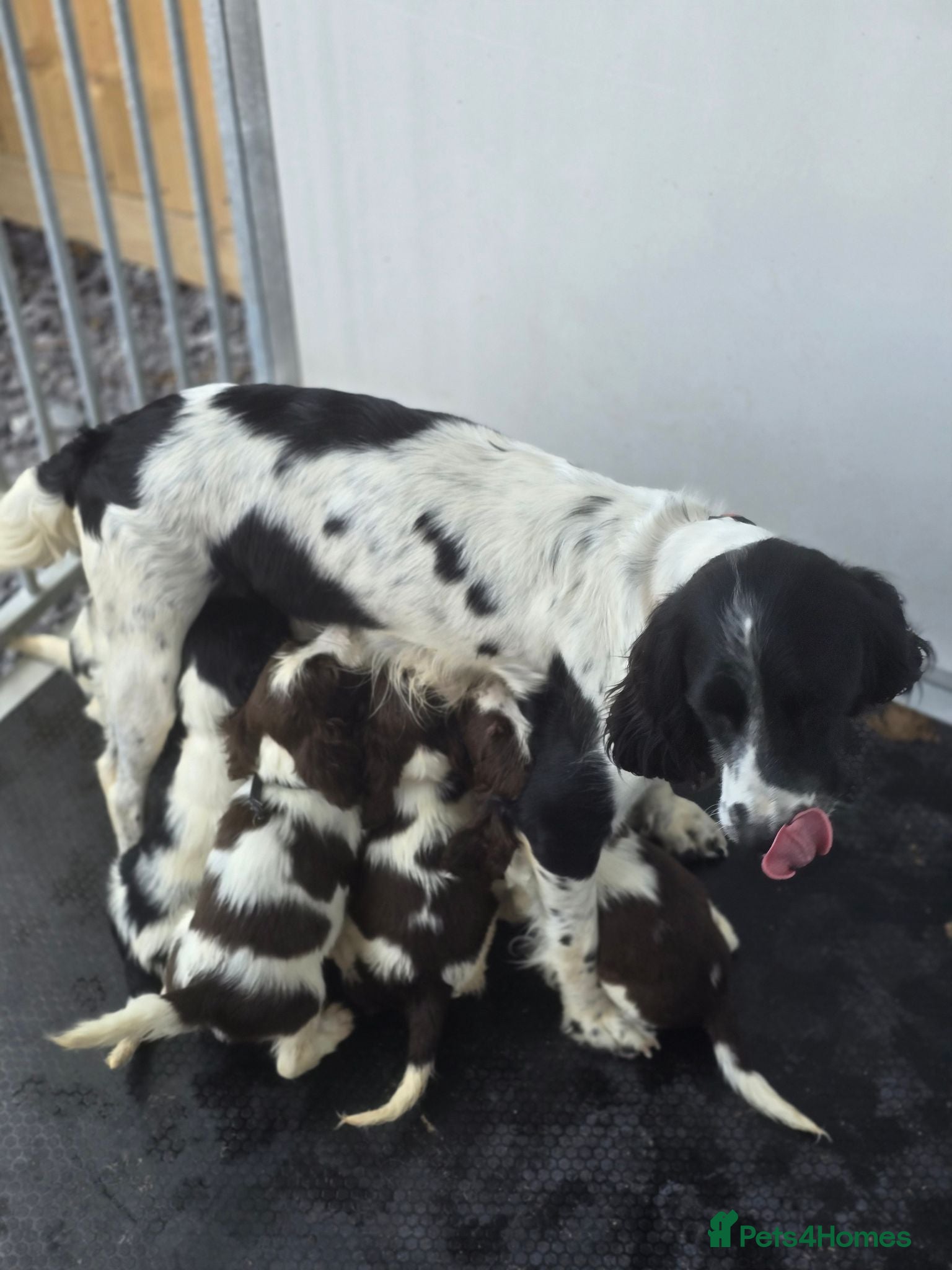 English Springer Spaniel dogs English Springer Spaniel Puppies for sale  - Advert 2