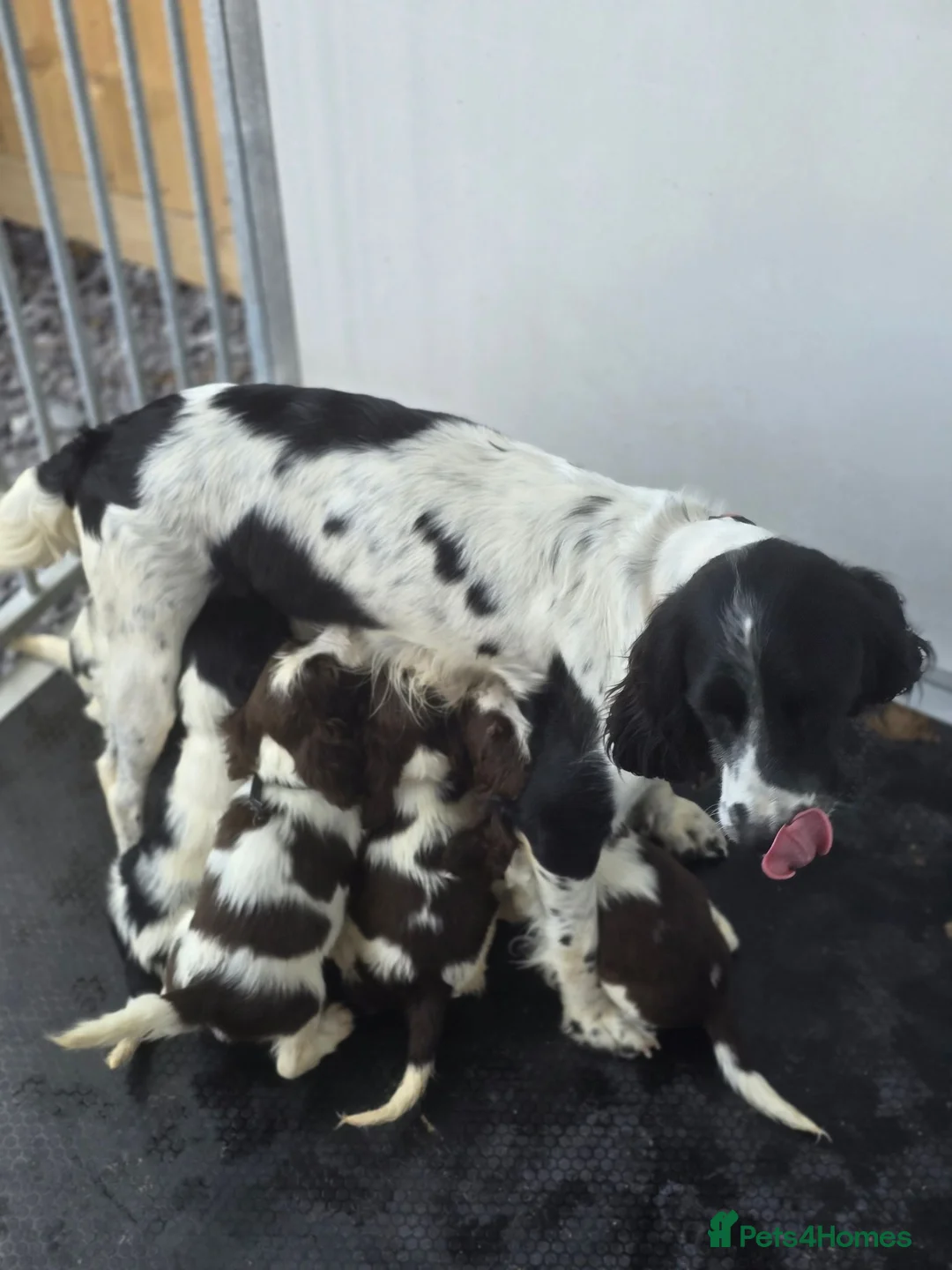 English Springer Spaniel dogs for sale: English Springer Spaniel Puppies for sale  - Advert 1