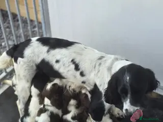 English Springer Spaniel dogs English Springer Spaniel Puppies for sale - Advert 14