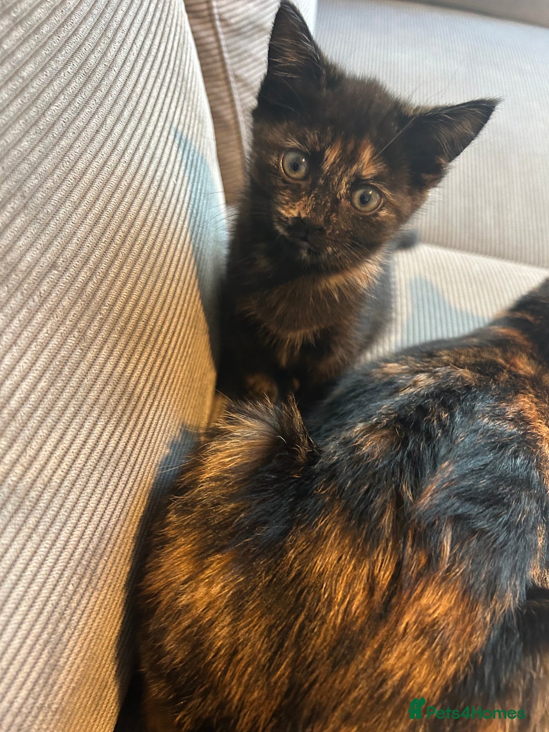 Mixed Breed cats for sale: Last little girl  - Advert 1