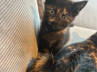 Mixed Breed cats Last little girl - Advert 1