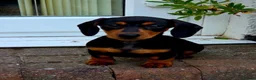 Miniature Dachshund dogs for sale: 6 Beautiful Mini Dachshund Boys! in Lanark - Advert 10