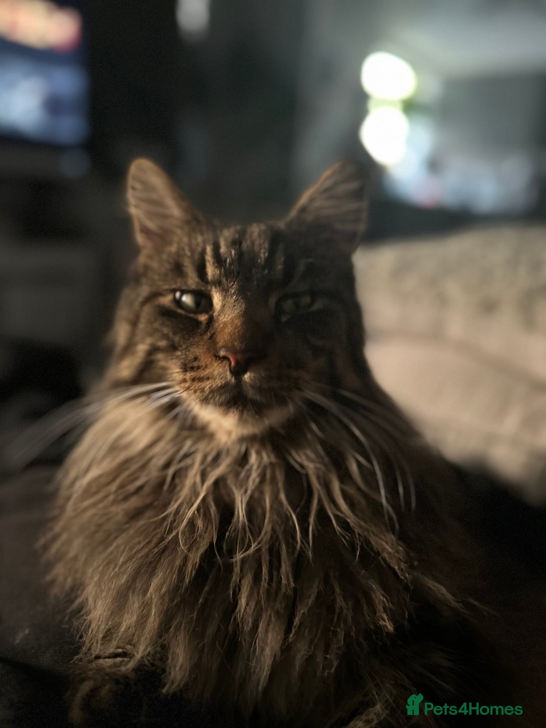 Maine Coon cats for sale: Male Mainecoon looking for forever home  - Advert 3