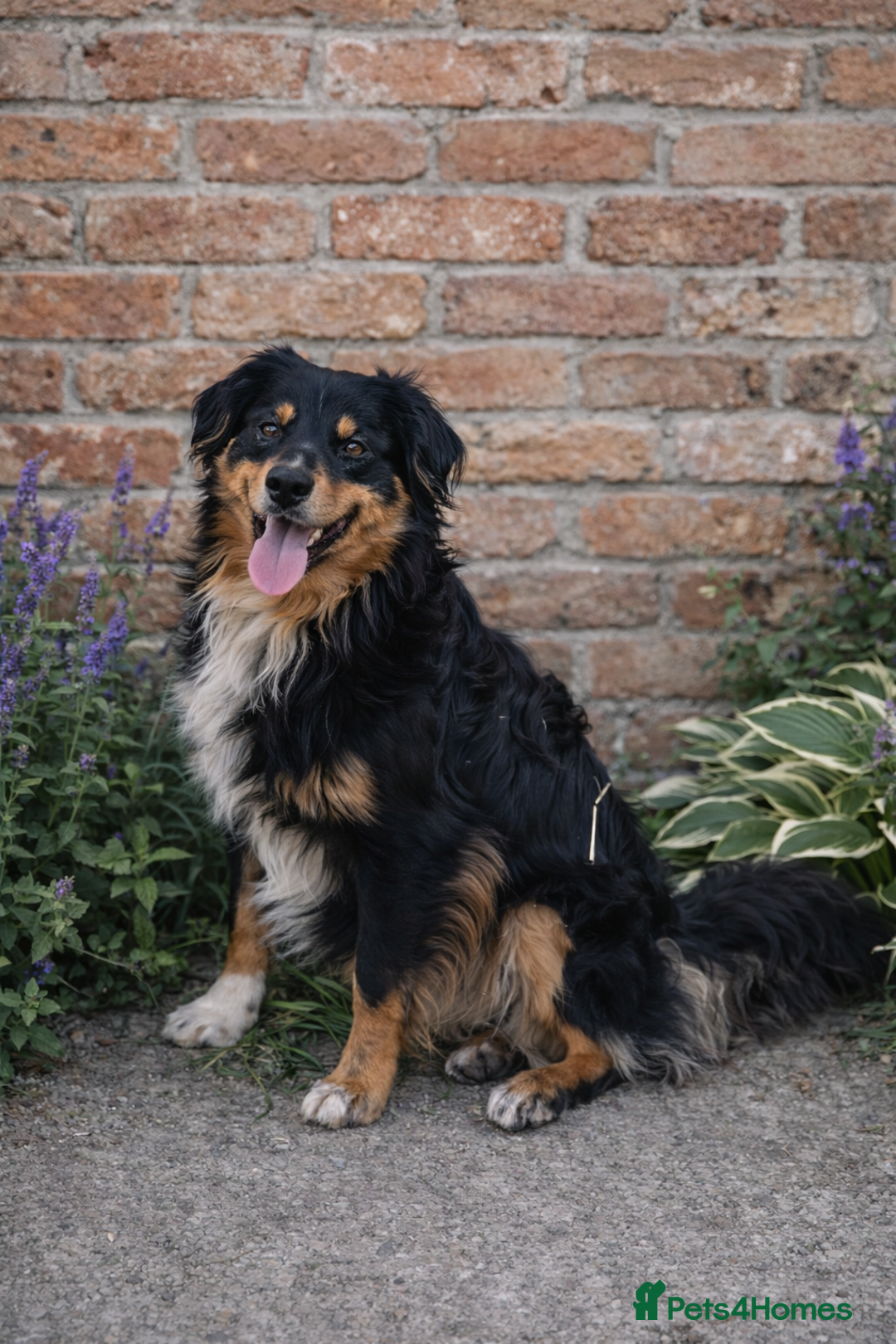 Australian Shepherd dogs for stud: Miniature Australian Shepherd for STUD - Advert 1