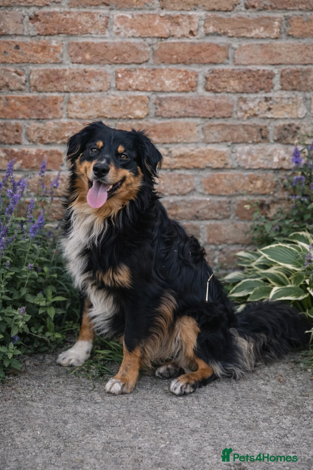 Australian Shepherd dogs for stud: Miniature Australian Shepherd for STUD - Advert 1