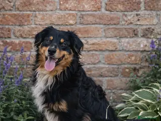 Australian Shepherd dogs Miniature Australian Shepherd for STUD - Advert 9