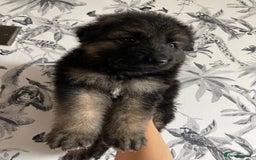 German Shepherd dogs for sale: German shepherd puppies  - Image 14