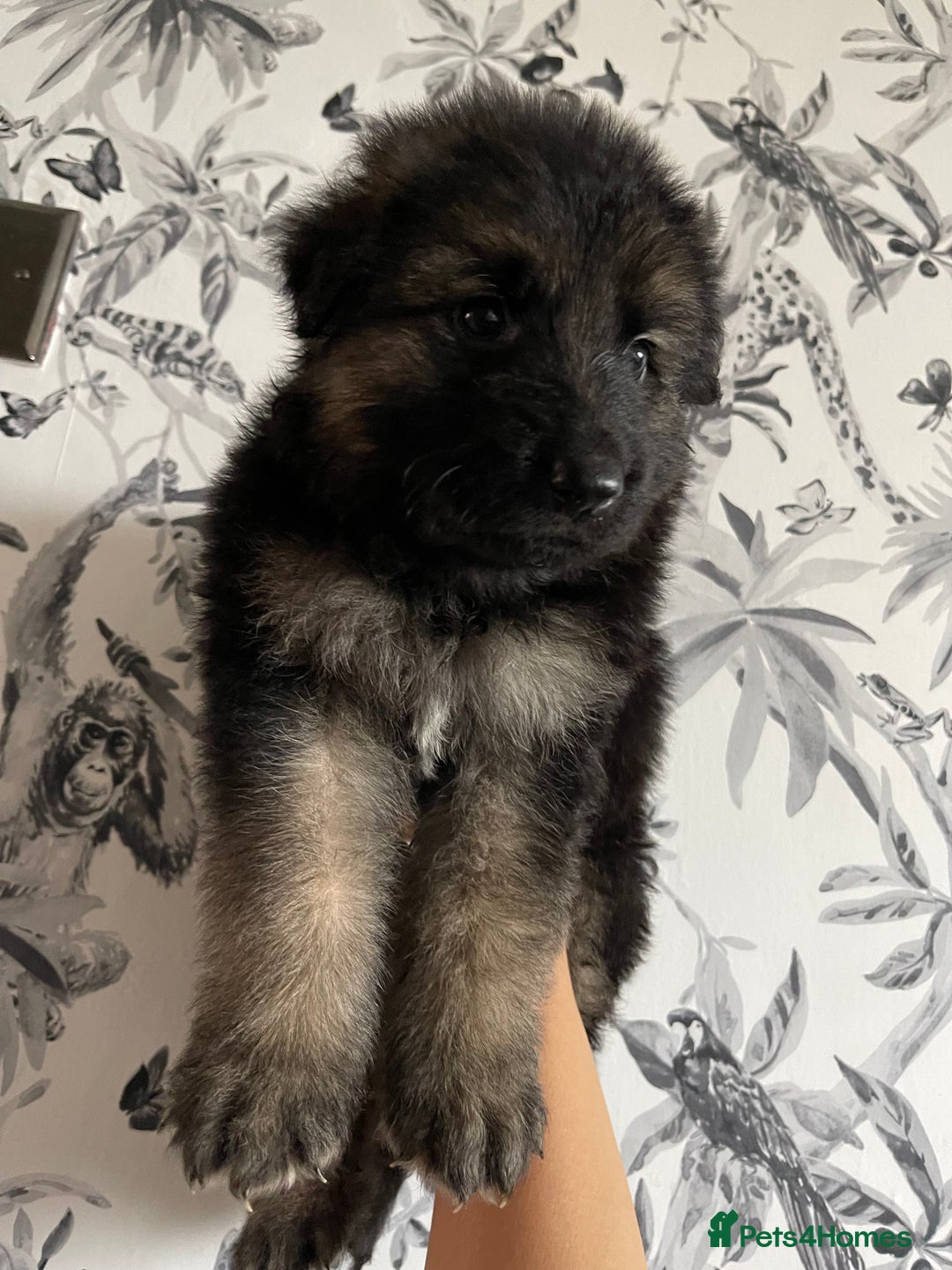 German Shepherd dogs for sale: German shepherd puppies  - Image 14