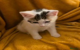 Mixed Breed cats for sale: 4 boys and 2 girls Family-Raised, Well-Socialised  - Image 11