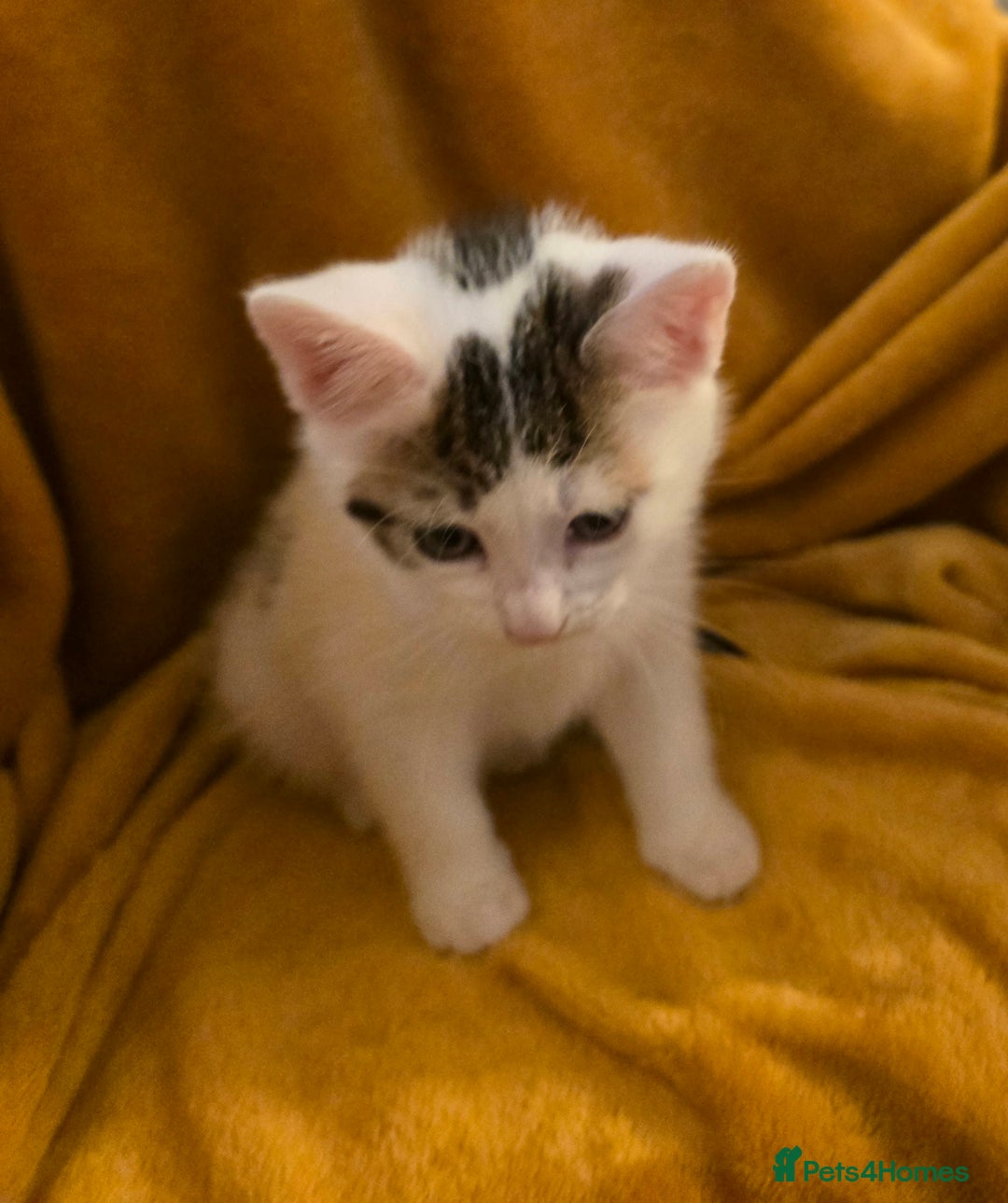 Mixed Breed cats for sale: 4 boys and 2 girls Family-Raised, Well-Socialised  - Image 11
