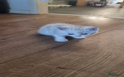 Persian cats for sale: Five loveable Persian kittens  - Image 18
