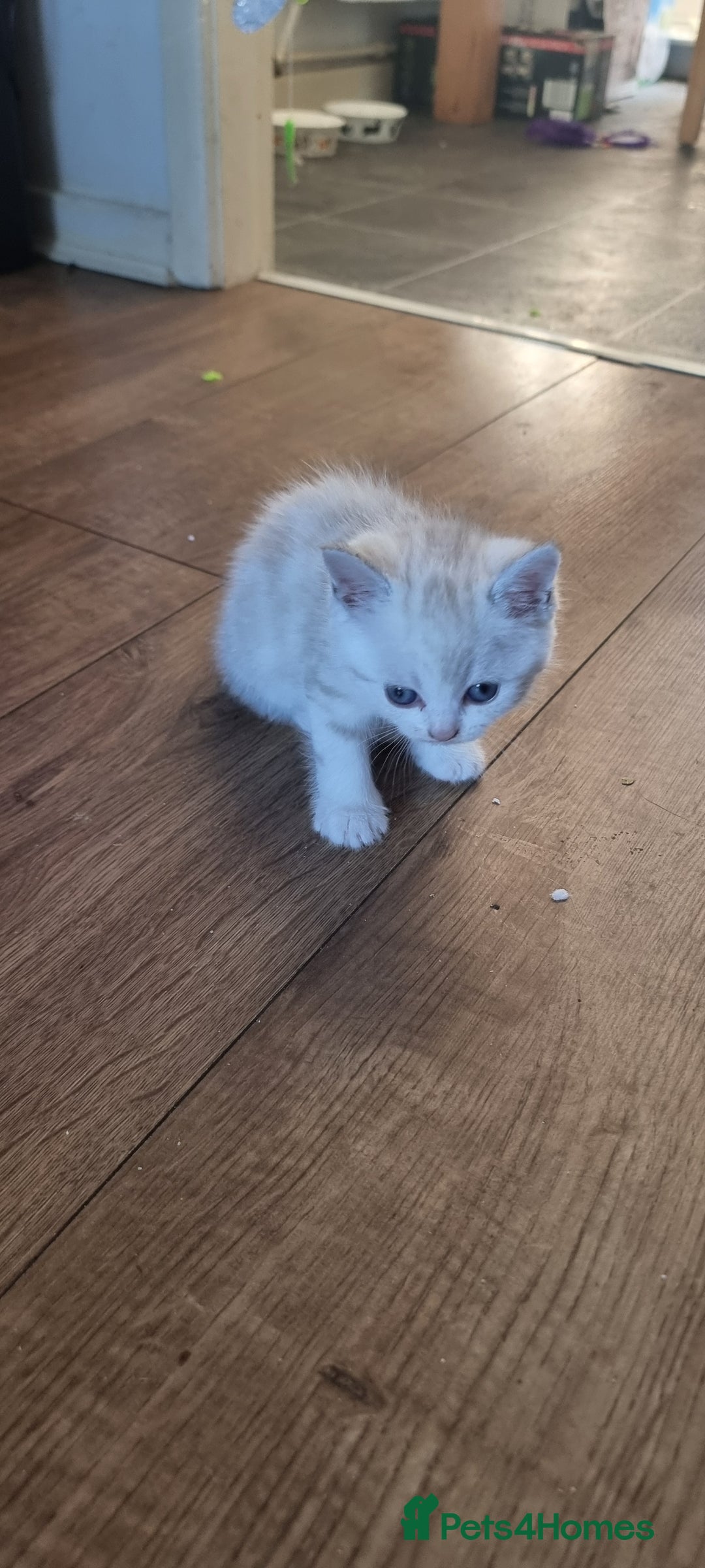 Persian cats for sale: Five loveable Persian kittens  - Image 18