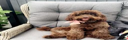 Cockapoo dogs for sale: **2 left** stunning Merle gene cockapoo puppies  - Advert 6