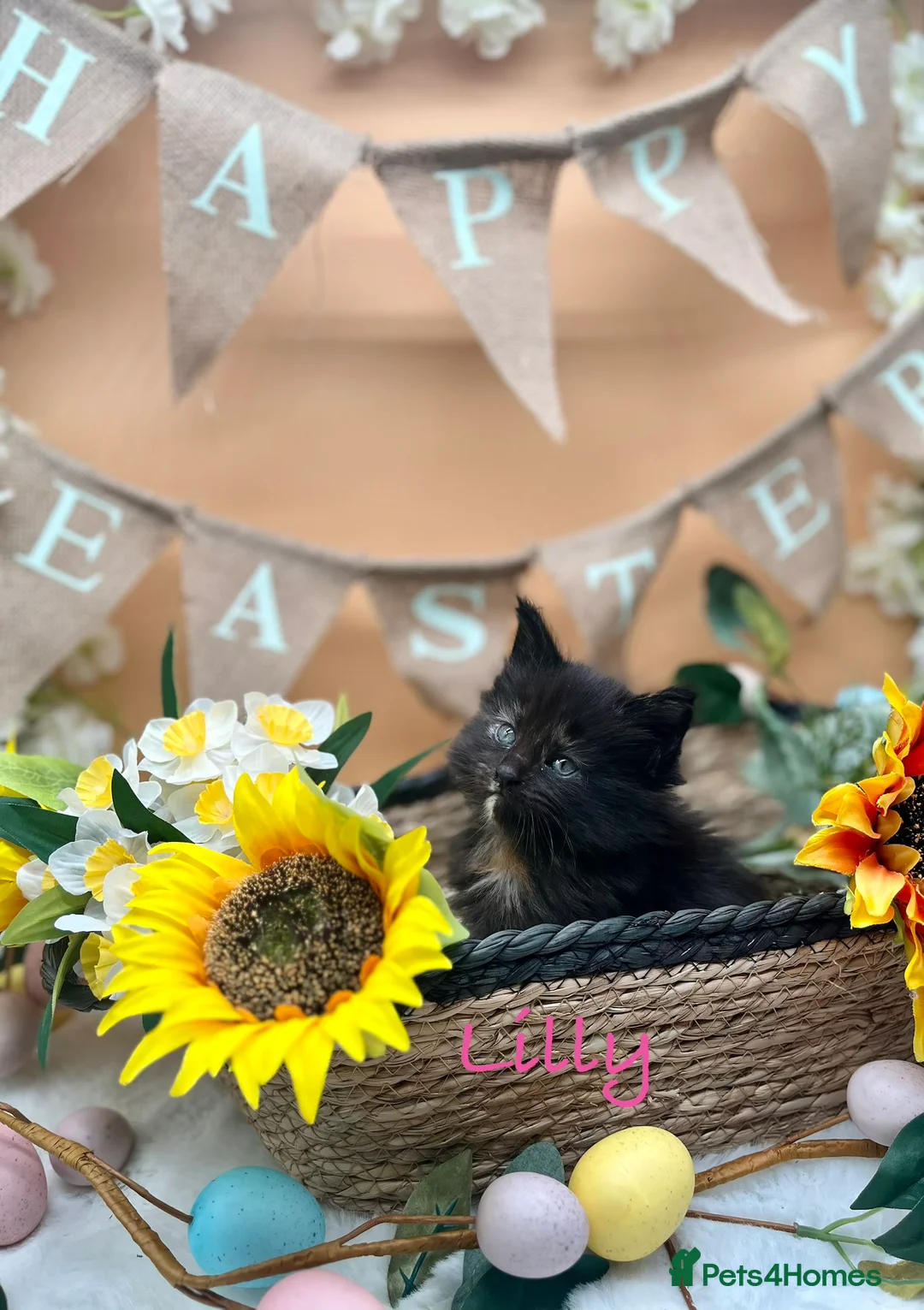 Maine Coon cats for sale: Beautiful Tica Maine Coon babies  - Advert 2