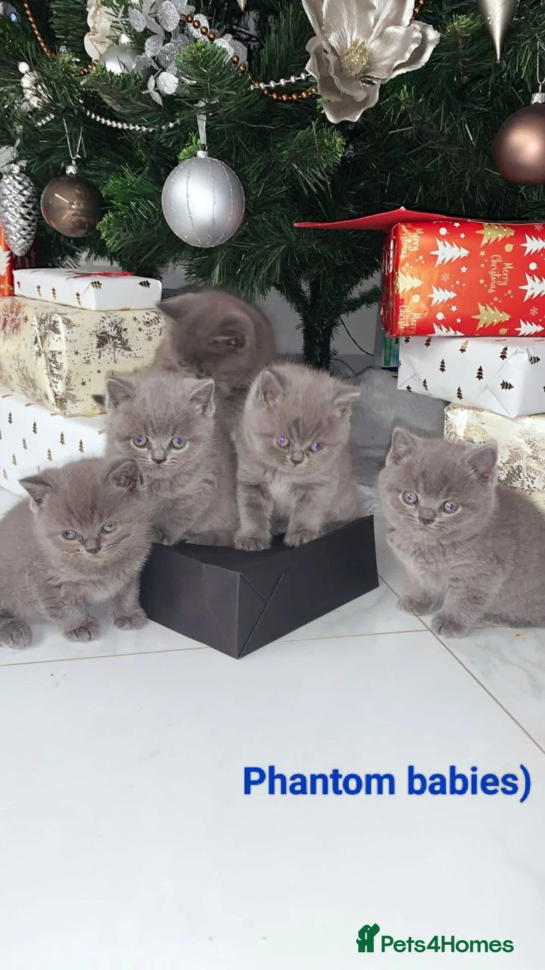 British Shorthair cats for stud: Active Reg.GCCF Quality Boy For STUD ONLY.CCTV24/7 in Manchester - Advert 12