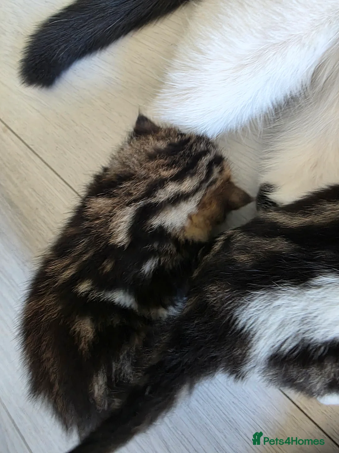 Domestic Shorthair cats for sale: 3 lovely girl kittens  - Advert 9