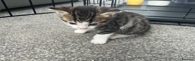 Mixed Breed Kitten 3