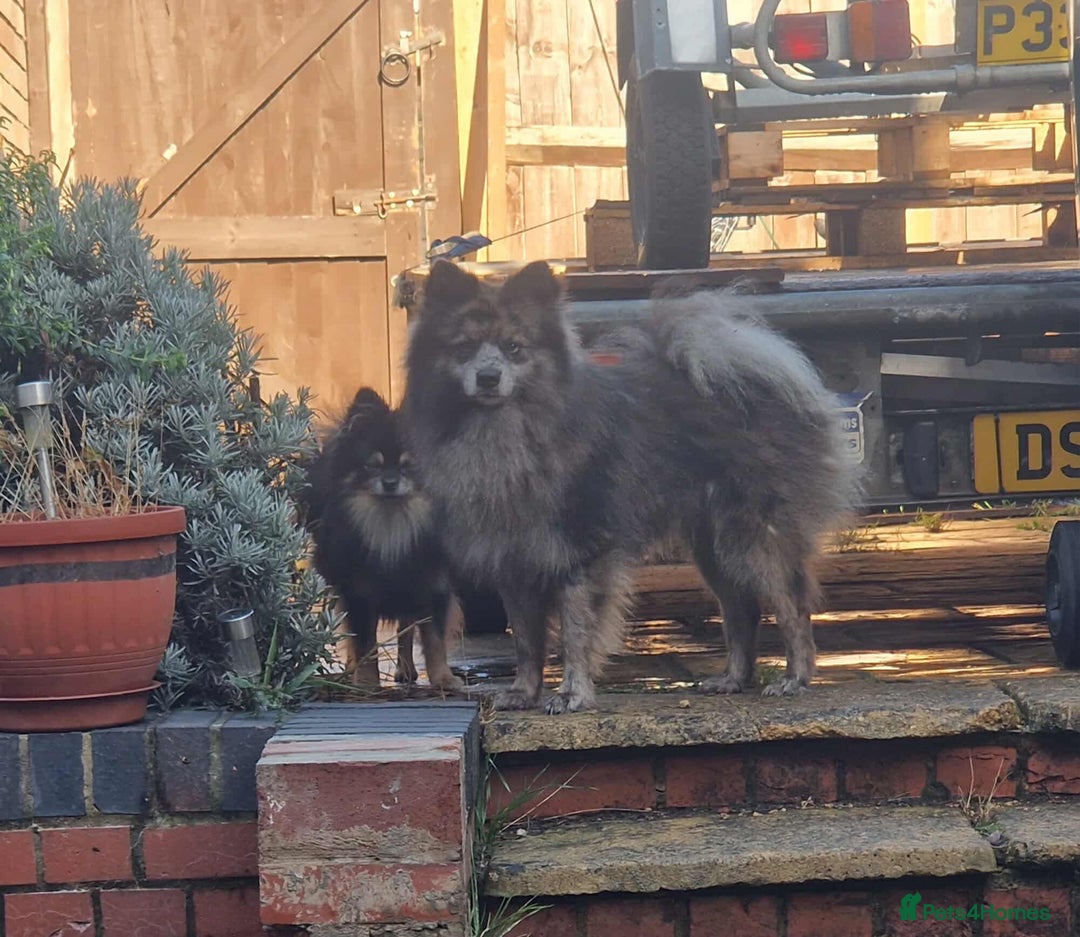Pomsky dogs for sale: F3 pomsky  - Advert 5