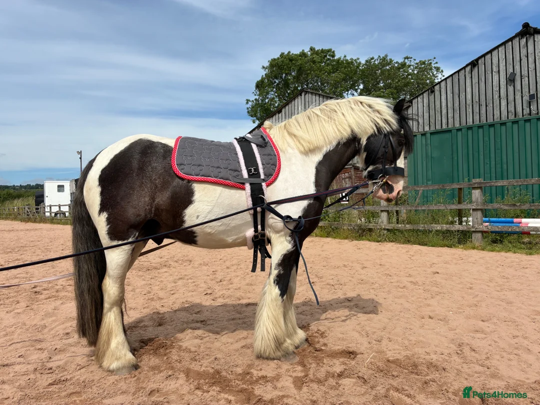 Irish Cob horses for sale: Tommy - 6 year old 13.1 Cob - Advert 2