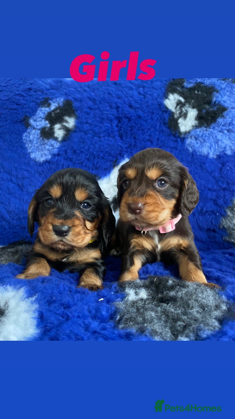 Cocker Spaniel dogs Cocker spaniel pups - Advert 18