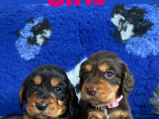 Cocker Spaniel dogs 2x left Cocker spaniel pups - Advert 5