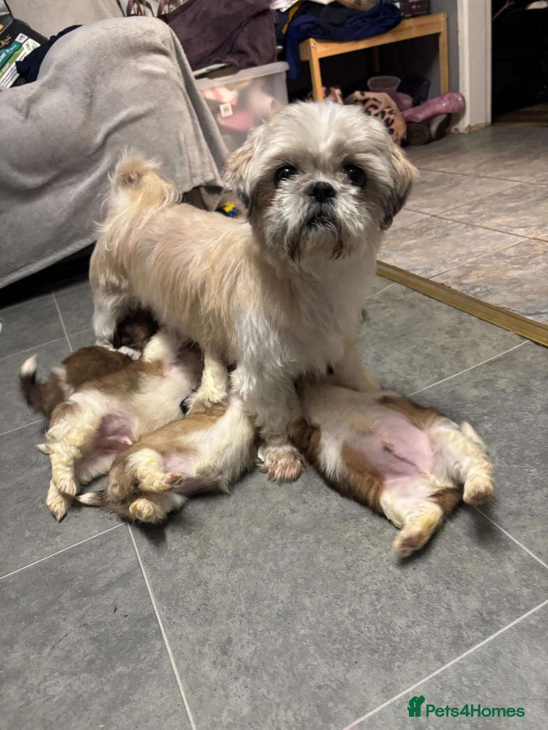 Shih Tzu dogs for sale: Shitzu - Advert 5