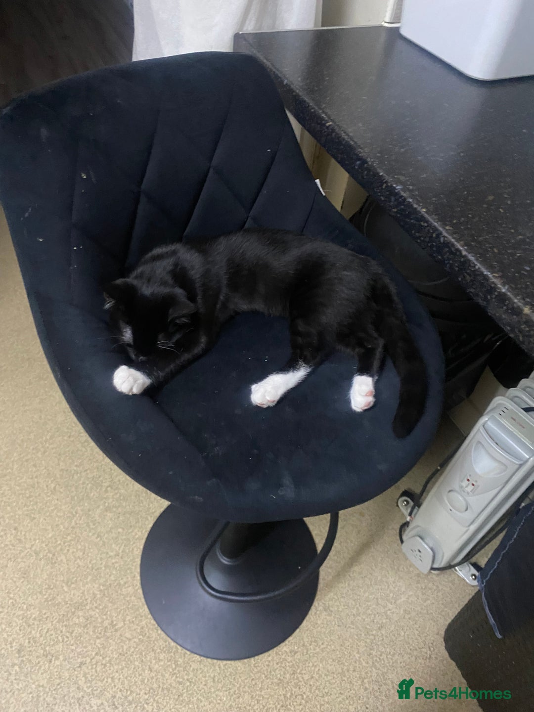 Mixed Breed cats for sale: Black & white kittens need their forever homes - Image 2