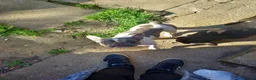 French Bulldog dogs for sale: French bulldog - Advert 3