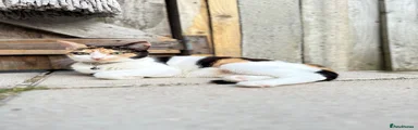 Mixed Breed 2