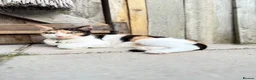 Mixed Breed cats for sale: Cat pair for sale with all accessories  - Advert 5