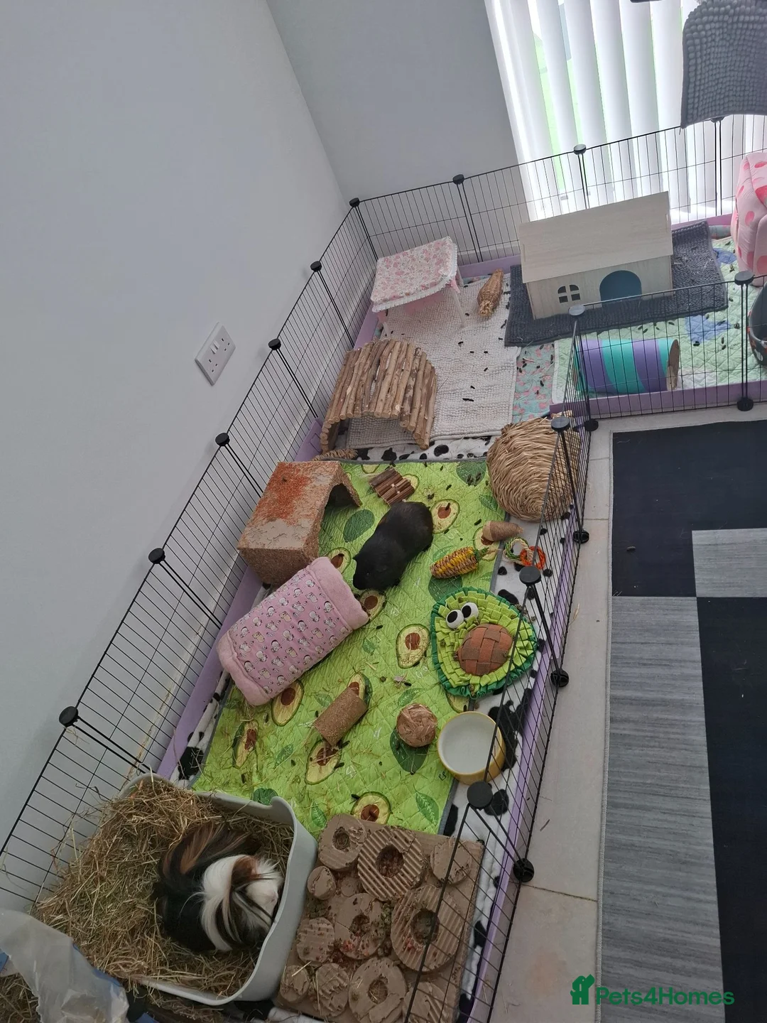 Guinea Pig rodents for sale: Bonded pair of male guinea pigs  in Manchester - Advert 2
