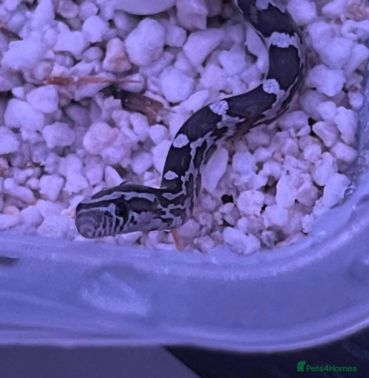 Corn Snake reptiles eight corn snakes hatchlings ready to be bought ! - Advert 10