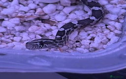 Corn Snake reptiles for sale: eight corn snakes hatchlings ready to be bought ! - Image 1