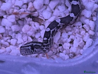 Corn Snake reptiles - Advert 9