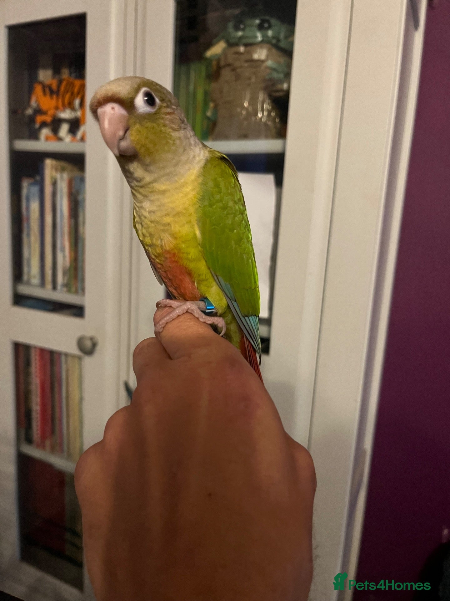 Conures birds Hand Reared Pineapple Conure - Advert 14
