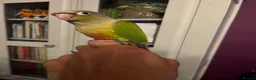 Conures birds for sale: Hand Reared Pineapple Conure - Advert 1