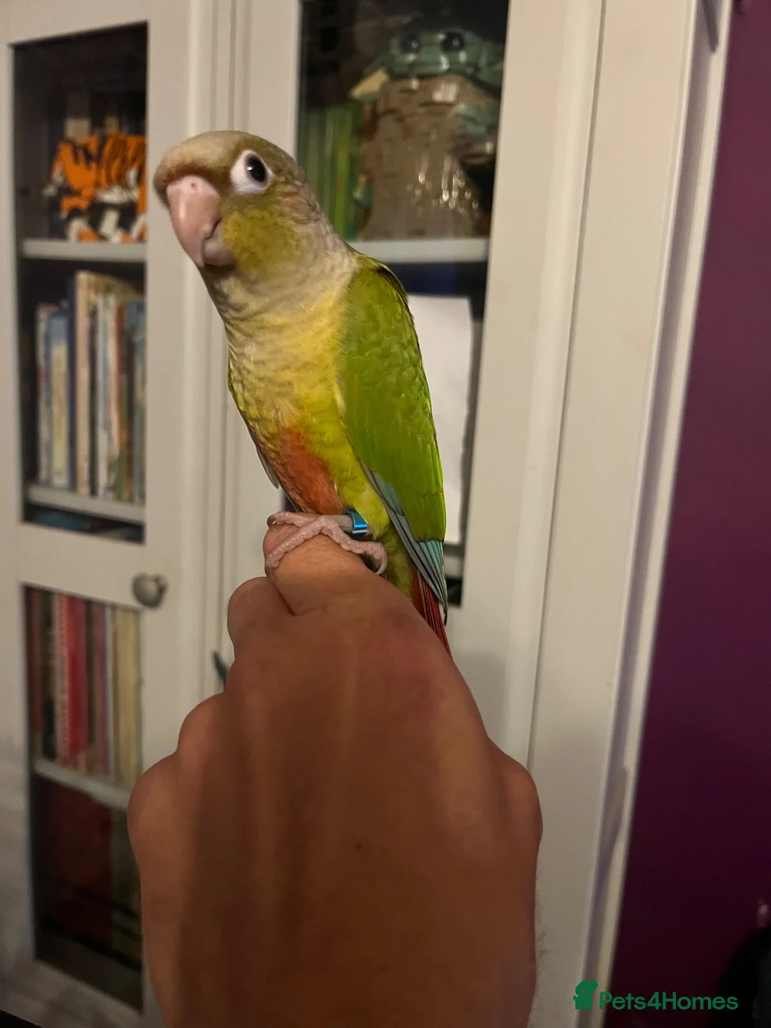 Conures birds for sale: Hand Reared Pineapple Conure - Advert 1