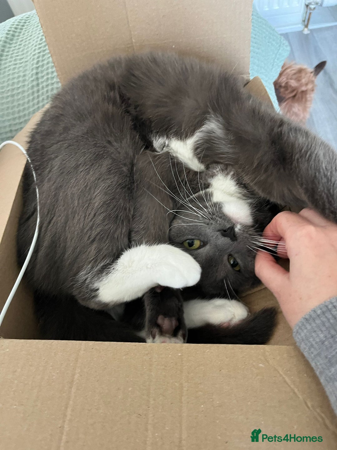 Mixed Breed cats for sale: Harness-trained cat looking for new home - Advert 3