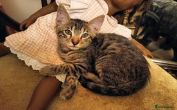 Bengal cats for sale: Bengal Mix Kittens High % Wild Asian Leopard Cat  - Image 5