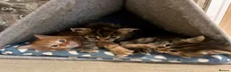 Ragcoon cats for sale: Beautiful Ragcoon kittens 🐱  in Sheffield - Advert 10
