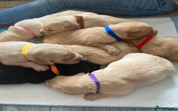 Labrador Retriever dogs for sale: LABRADOR PUPPIES - Image 1