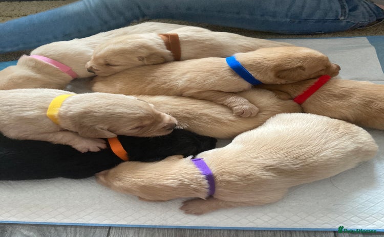 Labrador Retriever dogs - Advert 3