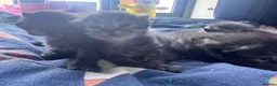 Persian cats for sale: Persian kittens - Advert 4